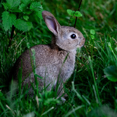 French Rabbit Pest Edinburgh Pest Control Experts | Saltire Pest Control