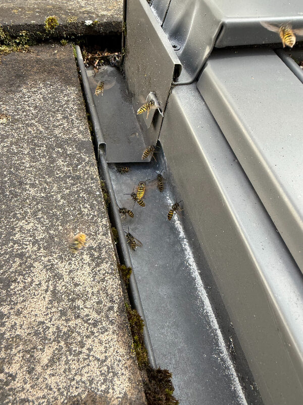 Close-up of wasps at Velux window frame during treatment in Barnton