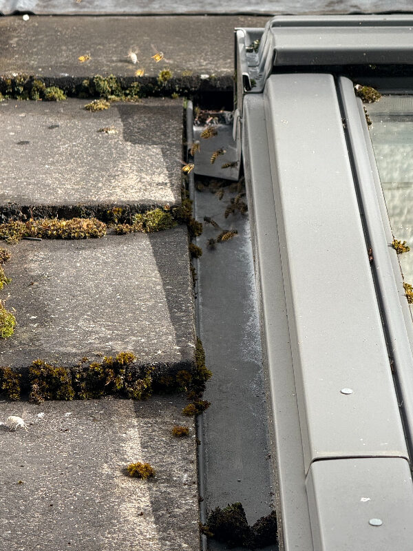 Wasps swarming around exterior frame of Velux window in Barnton