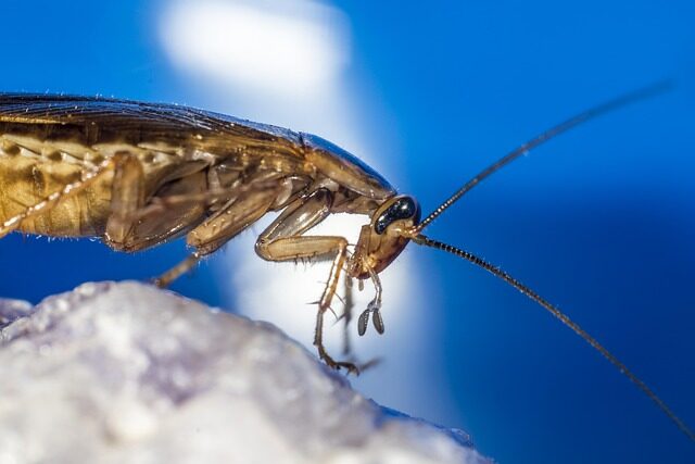 German Cockroach