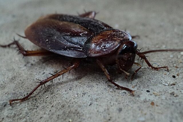 Oriental Cockroach