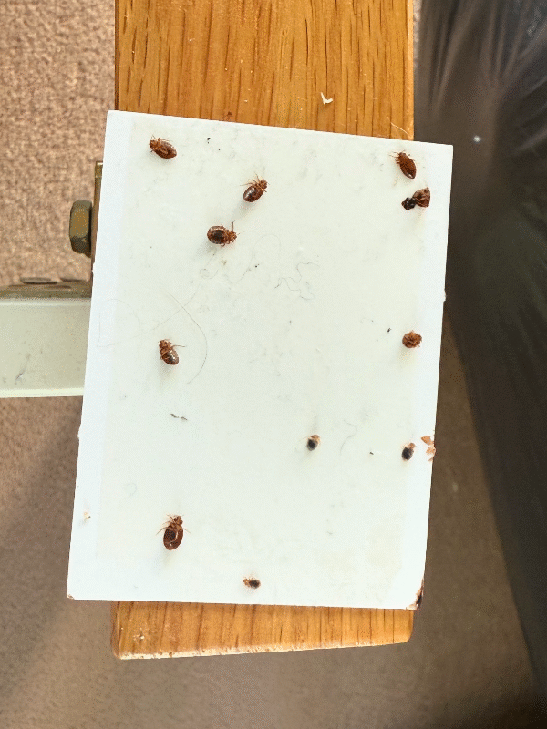 Close-up of bed bugs on bed frame corner Gorgie