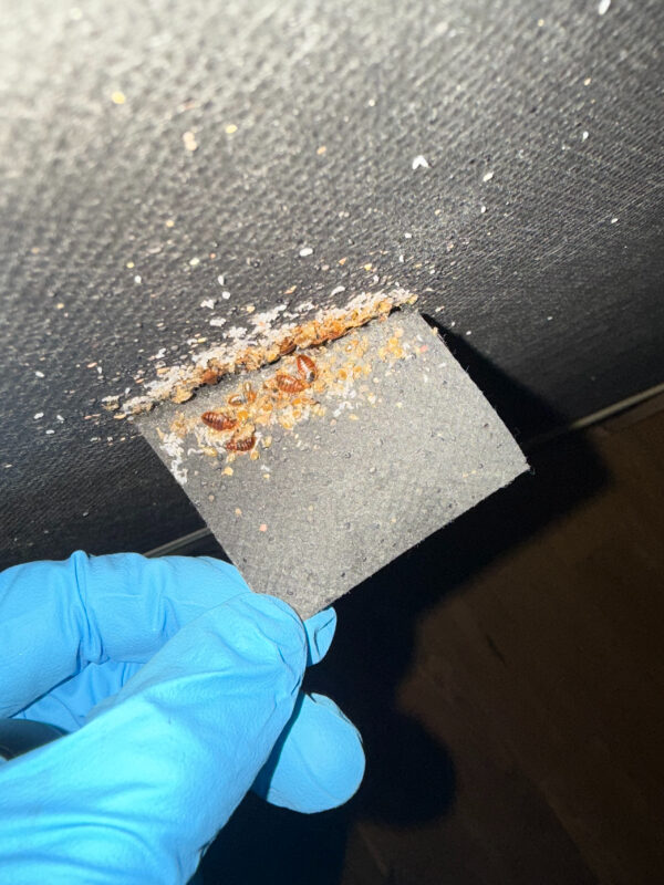 Bed bugs visible on mattress edge during pest control inspection in Peebles