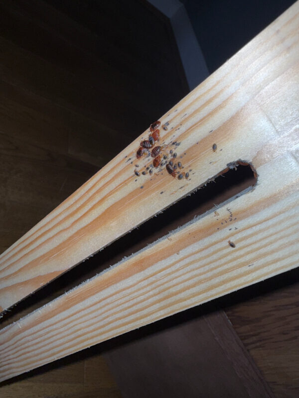 Cluster of bed bugs found on the bed frame during inspection in Peebles