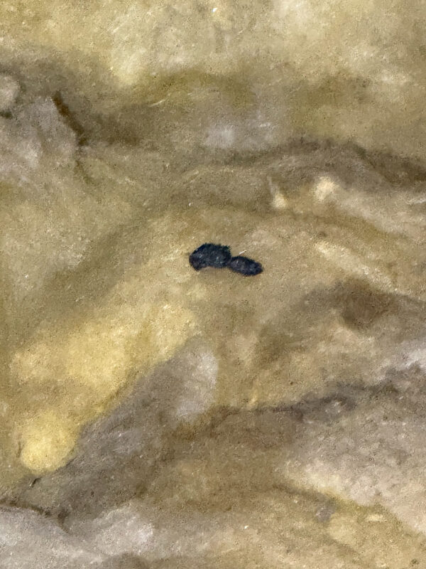 Rat droppings found in loft Bonnyrigg