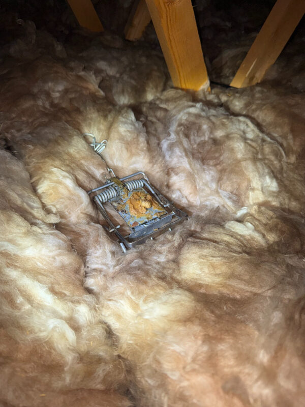 Rat trap set up in loft Bonnyrigg