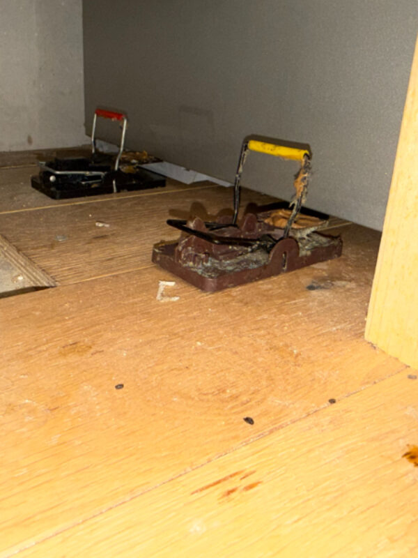 Mouse traps placed during mice removal Balerno