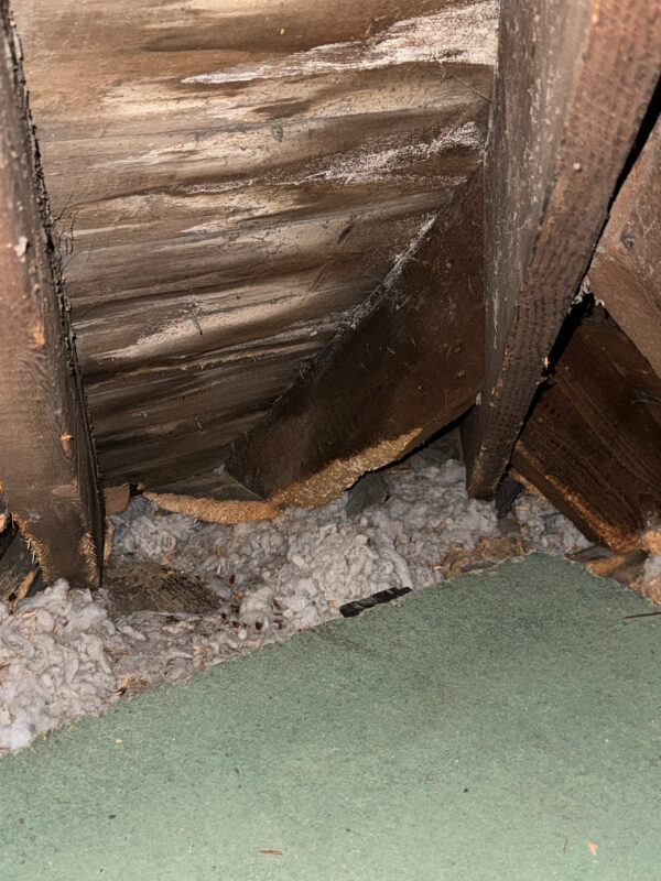 Squirrel activity damage in attic Portobello