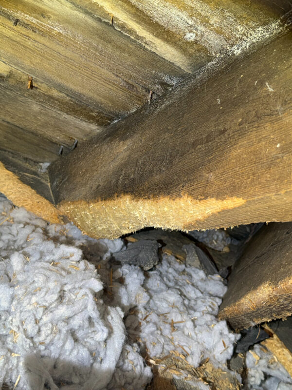 Squirrel damage to loft insulation Portobello