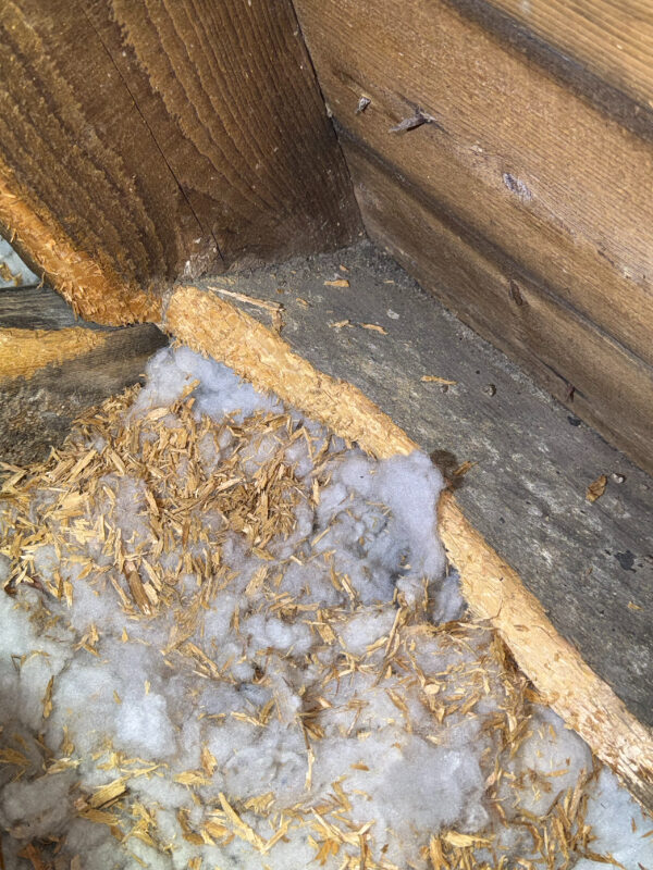 Squirrel gnawing damage to wooden joists loft