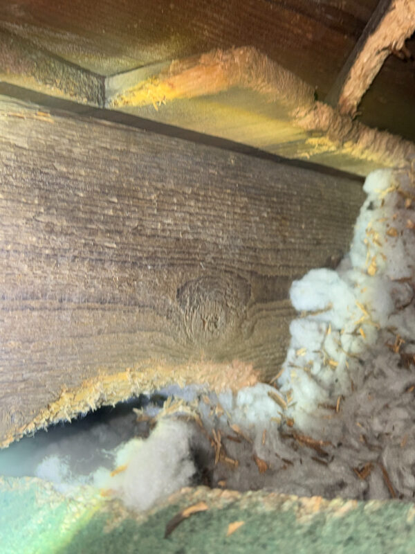 Loft insulation damaged by grey squirrels Portobello