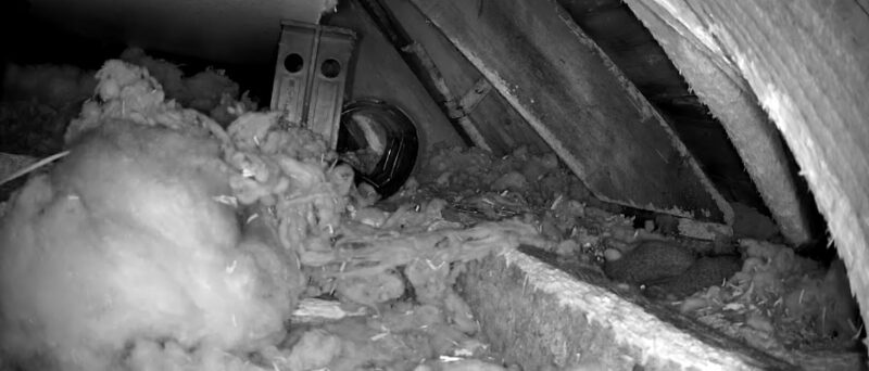 Loft inspection camera monitoring squirrel activity