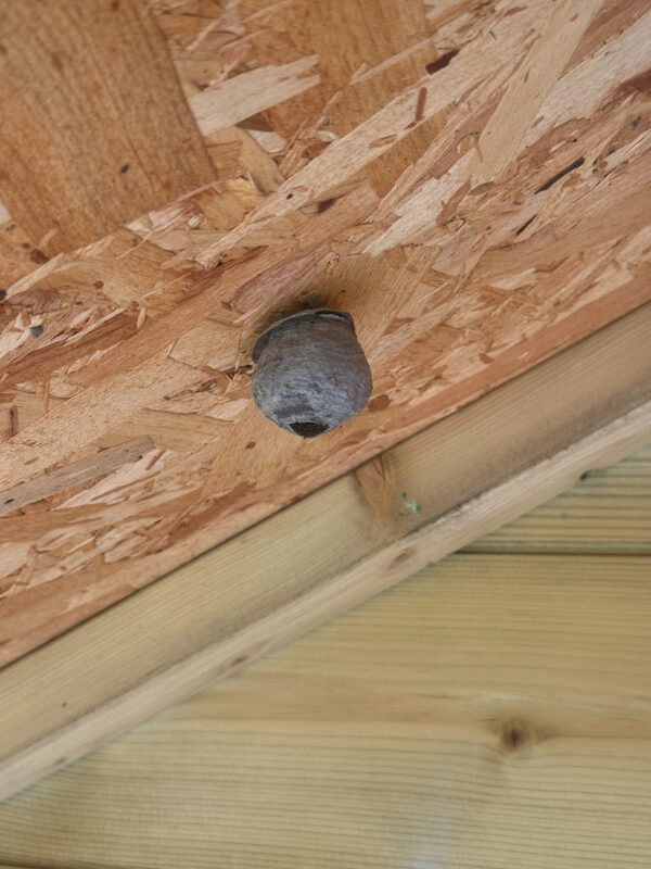 Wasp nest attached to ceiling inside children's play hut Kirkliston