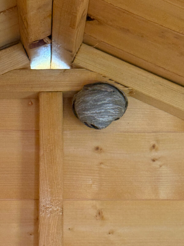 Larger active wasp nest inside Shed 2 Newtongrange