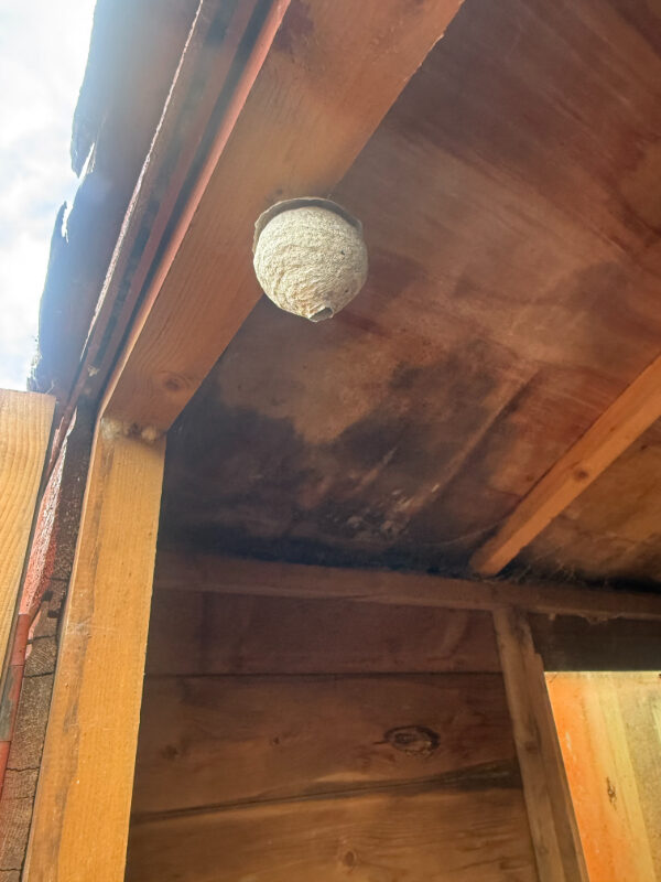 Small wasp nest inside Shed 1 Newtongrange
