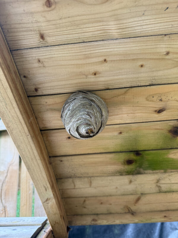 Wasp nest attached to the underside of the bin store lid.