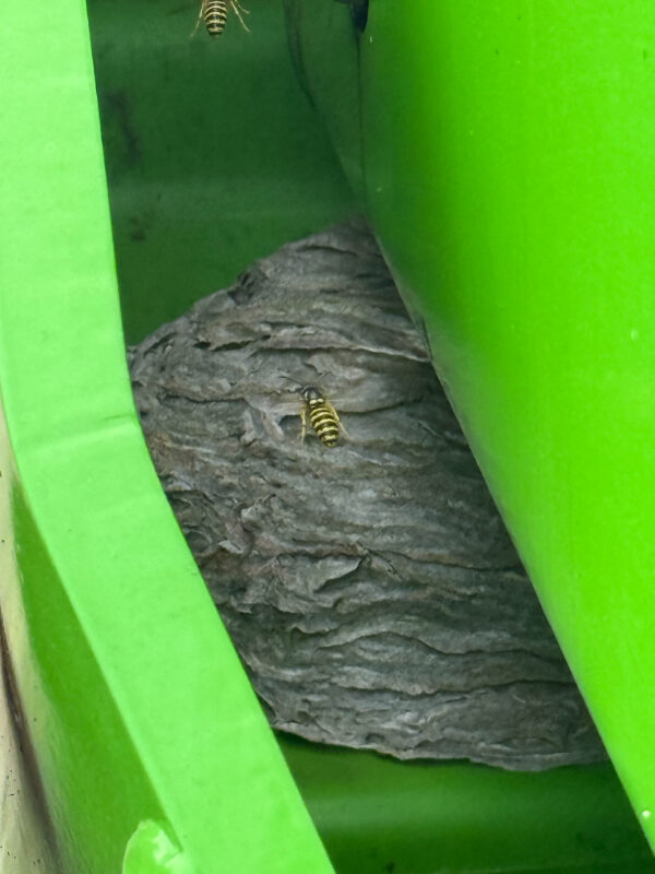 Active wasps flying around one of the nests located within the vehicle