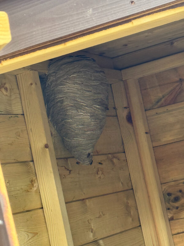 Wasp Nest in Dog Kennel Large wasp nest inside a dog kennel in Gorebridge, Midlothian